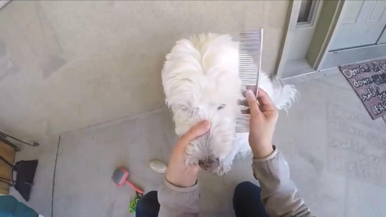 Diy dog grooming how to trim around the eyes video – Artofit