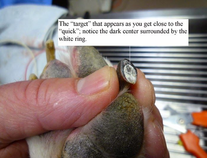 21 best How to properly trim your pets nails images on Pinterest | Dog ... 21 best How to properly trim your pets nails images on Pinterest | Dog ...