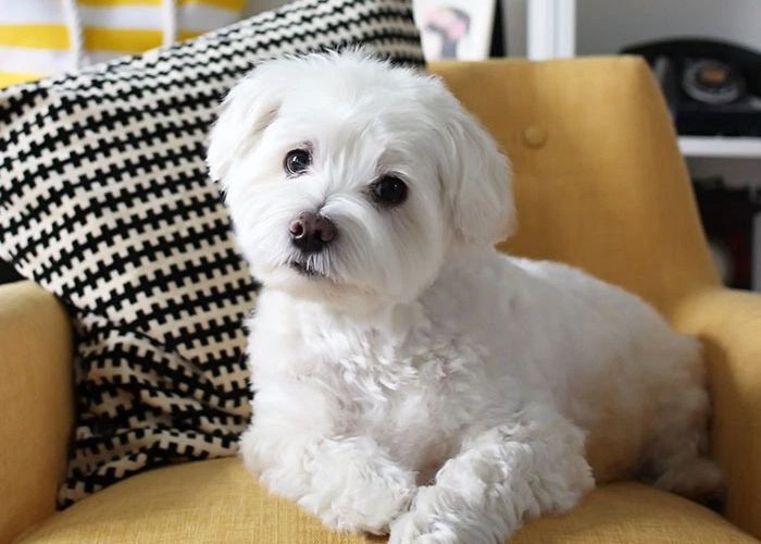 How To Groom Your Dog At Home | Dog haircuts, Dog cuts, Maltese dogs