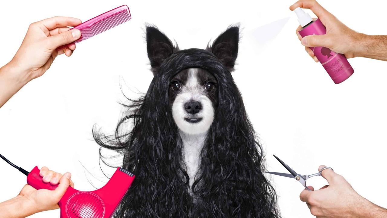 How To Give Your Dog A Haircut At Home • 2025 Ruffle Snuffle