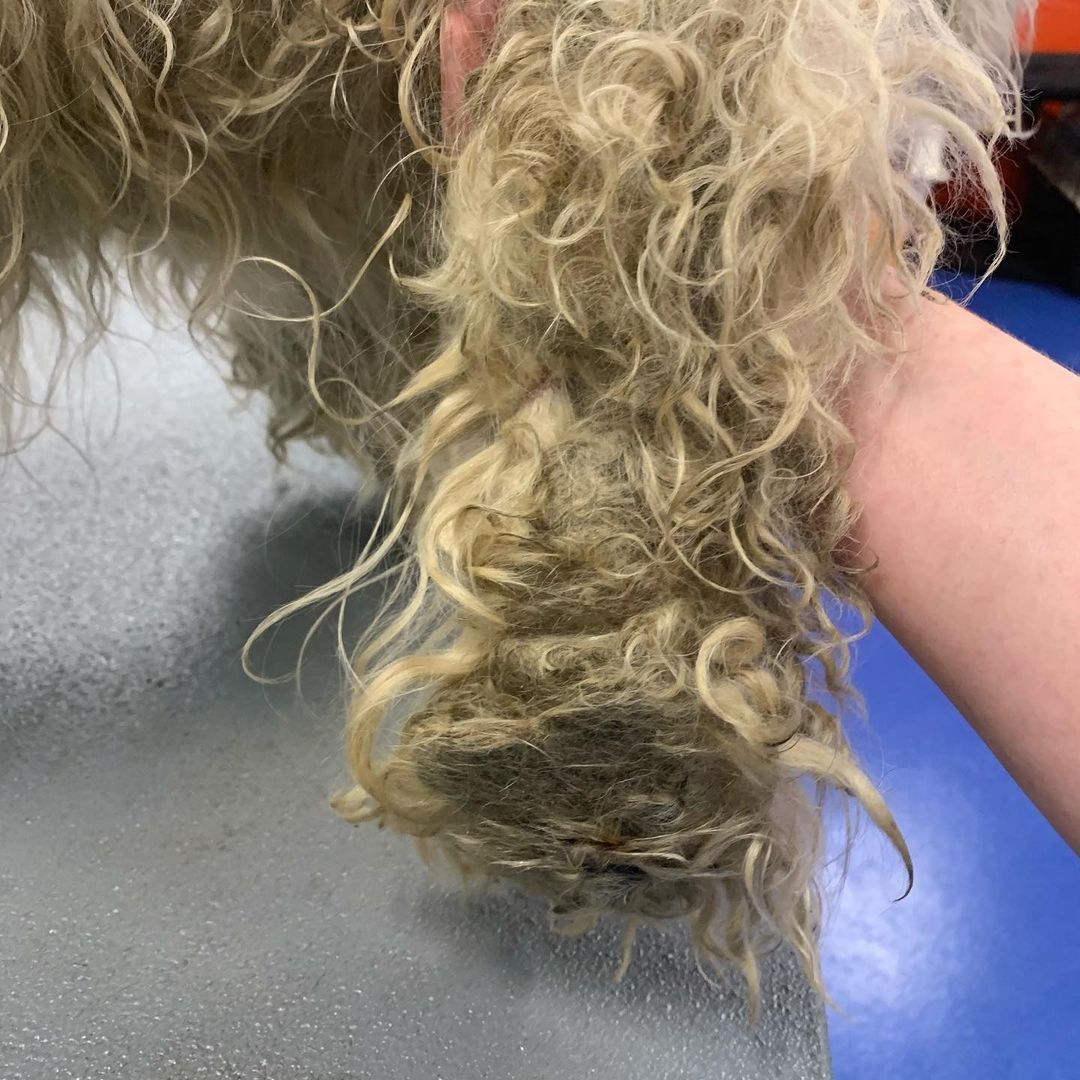 The Top 10 Most Common Dog Grooming Injuries and How to Avoid Them ... The Top 10 Most Common Dog Grooming Injuries and How to Avoid Them ...