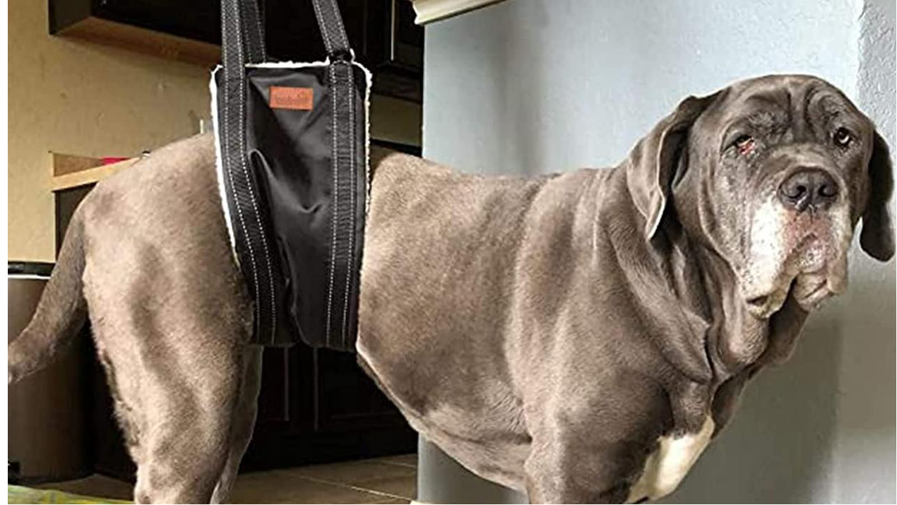 4 Ways To Make a DIY Dog Carrier Sling | Dog carrier sling, Dog sling ... 4 Ways To Make a DIY Dog Carrier Sling | Dog carrier sling, Dog sling ...