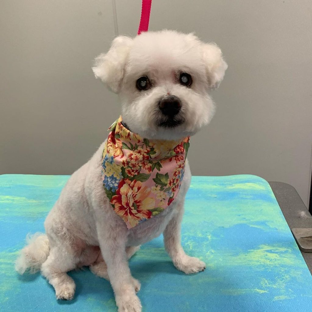 The Top 10 Most Common Dog Grooming Injuries and How to Avoid Them ... The Top 10 Most Common Dog Grooming Injuries and How to Avoid Them ...