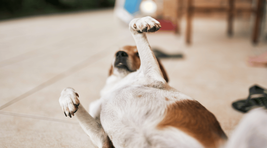 Tips For How To Clean A Dog's Dirty Belly - Dog Corner Tips For How To Clean A Dog's Dirty Belly - Dog Corner