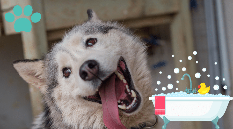 Essential Dog Grooming Tips for Double Coated Breeds - Dog Corner