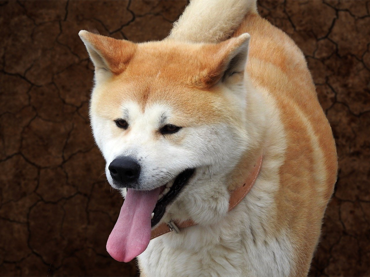 How To Groom A Dog With A Double Coat - Dogly Mail