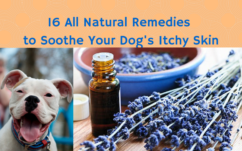 8 Natural Ways to Treat Dry and Itchy Skin in Dogs | STYLETAILS | Fish ...