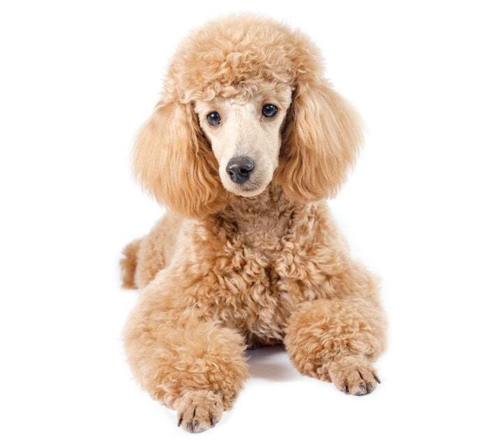 How To Groom A Poodle | Groomers Online