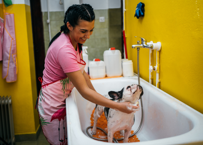 39 dogs with eyebrows – Artofit