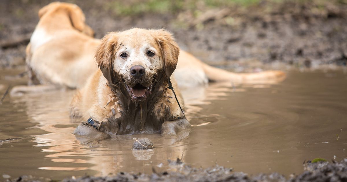 10 Easy Muddy Yard Solutions for Dog Owners - Pet Trained