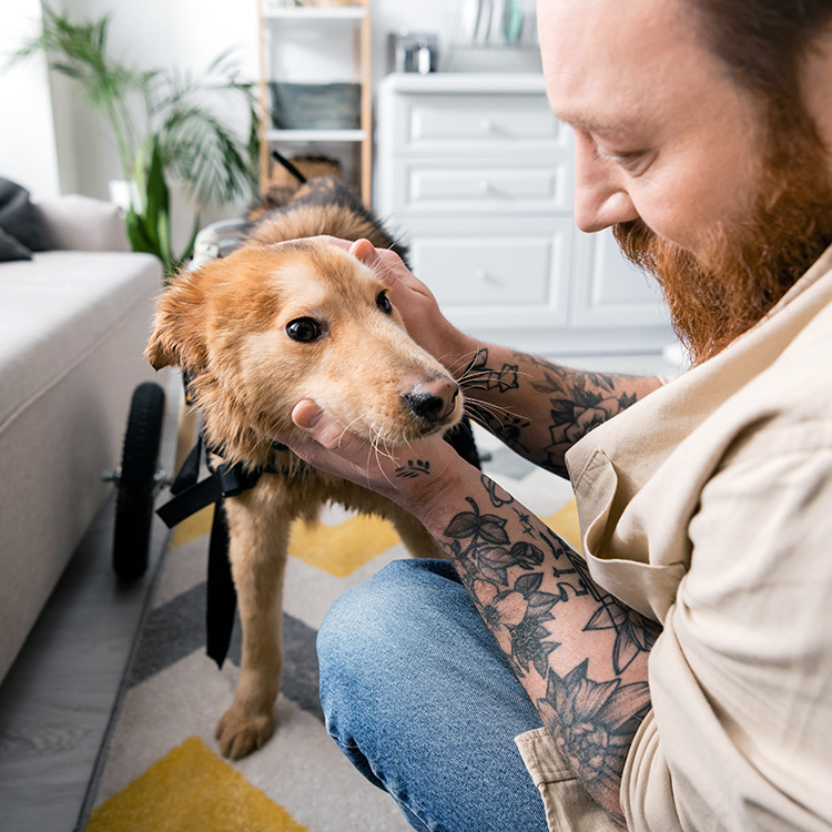 How to Trim Your Dog's Whiskers (and Why You Shouldn't)