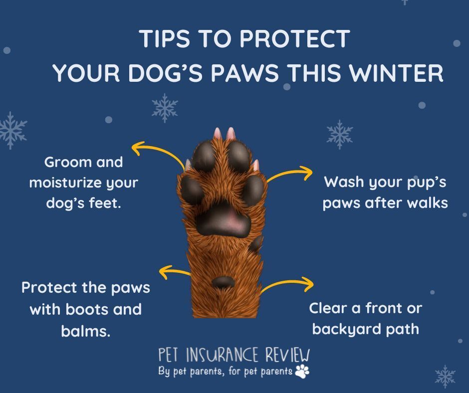 How To Protect Dog's Paws In The Winter | Dog paw protection, Dog paws ... How To Protect Dog's Paws In The Winter | Dog paw protection, Dog paws ...