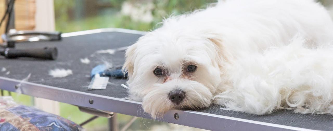 How to Groom an Anxious Dog | Wag!