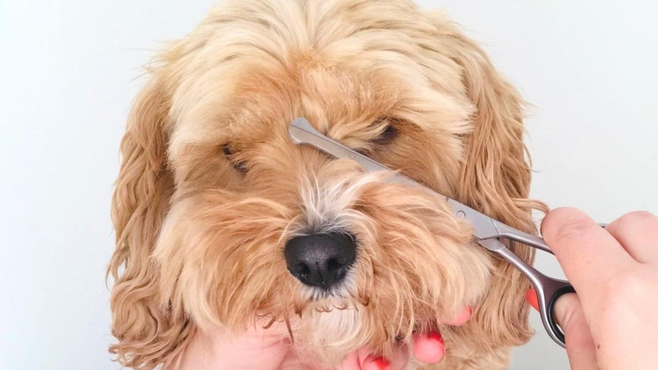 How To Trim Around Your Dogs Eyes (At Home Tutorial) | Dog eyes, Dog ...