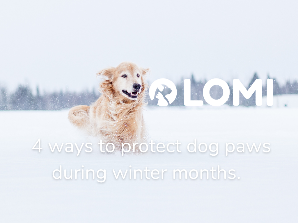 4 ways to protect dog paws during the winter months – LOMI Petcare 4 ways to protect dog paws during the winter months – LOMI Petcare