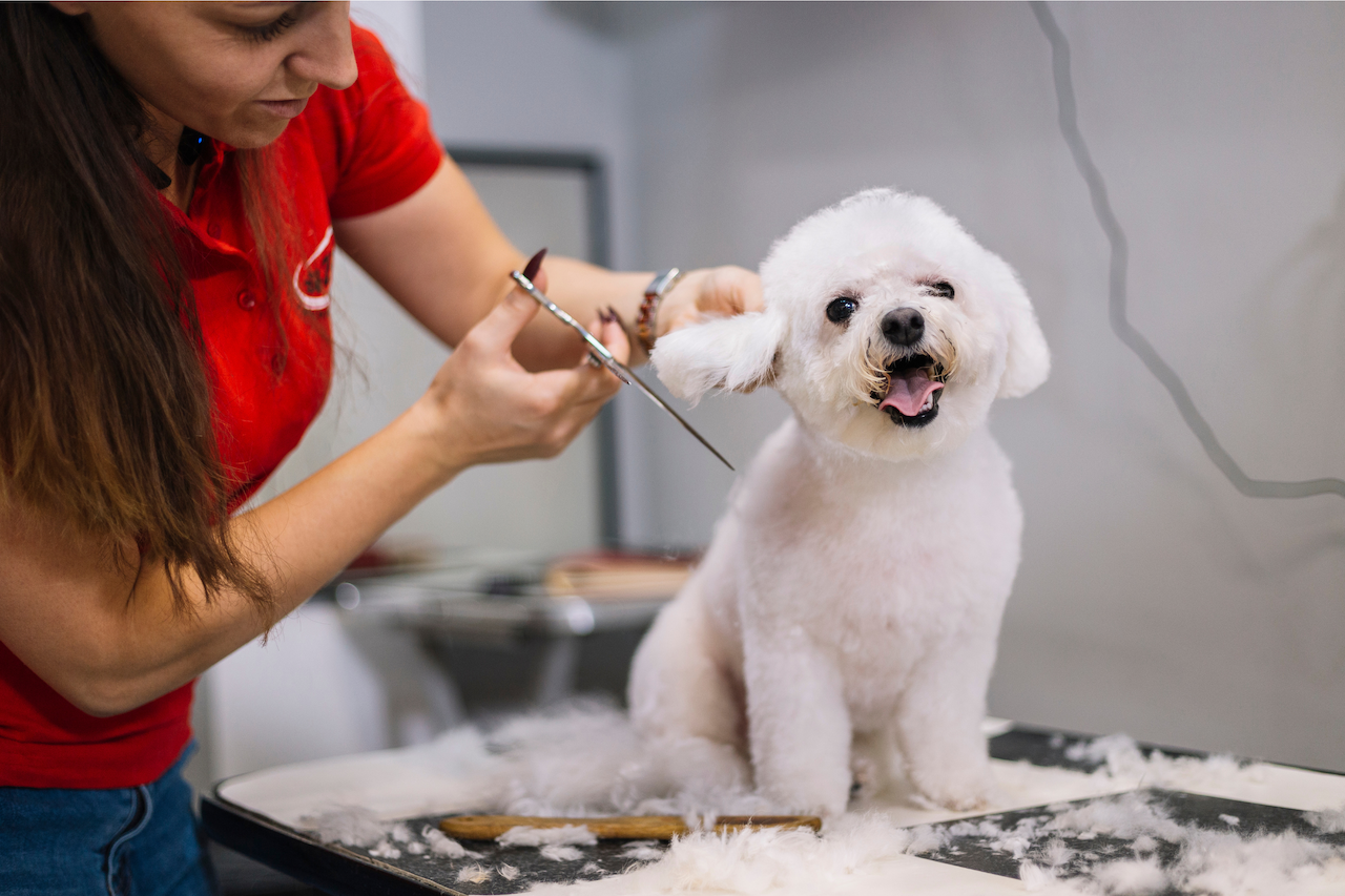 How to groom a dog: A vet's guide to grooming at home | PetsRadar