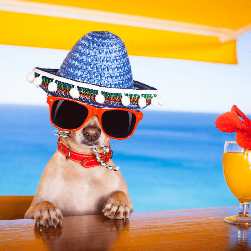 Grooming Your Dog for Winter | Nylabone Grooming Your Dog for Winter | Nylabone