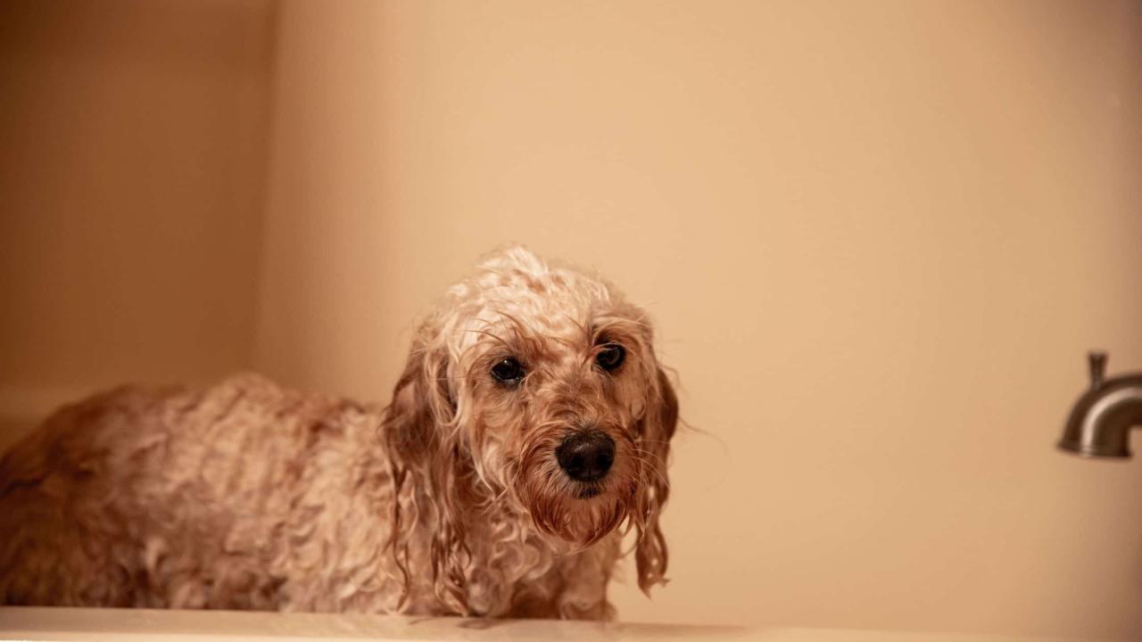 Does Your Dog Need a Summer Haircut? – The Honest Kitchen