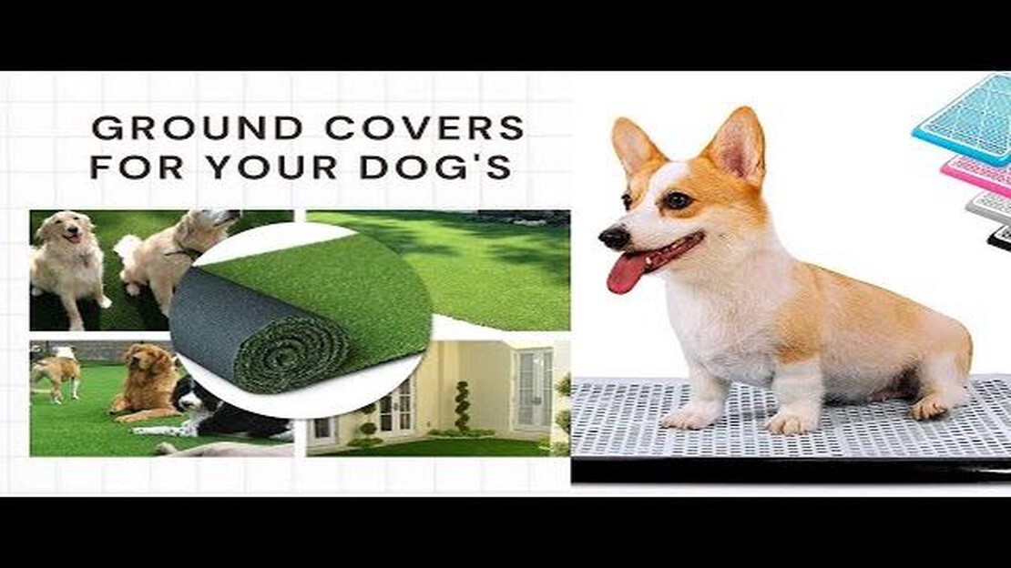 How to Moisturize Your Dog's Dry Paw Pads