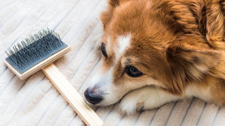 How to brush a dog that hates being brushed | PetsRadar