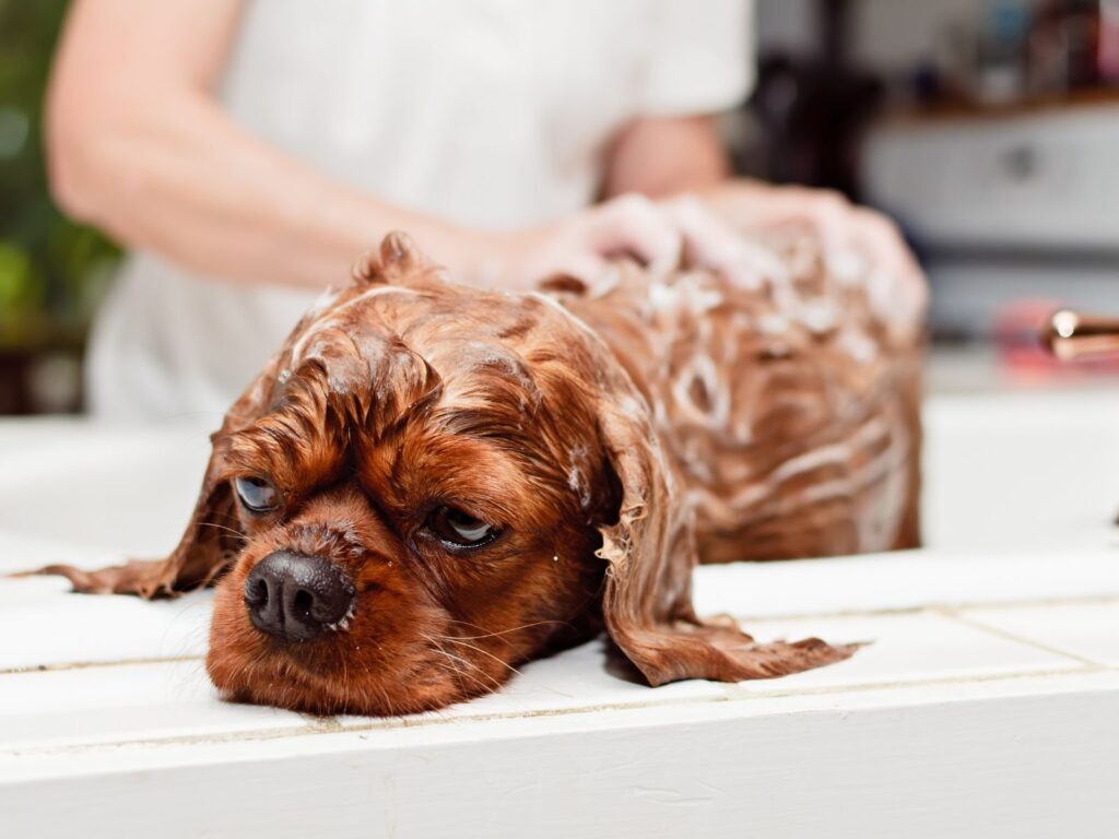 4 Ways to Dry a Dog After a Bath - A Few Good Pets