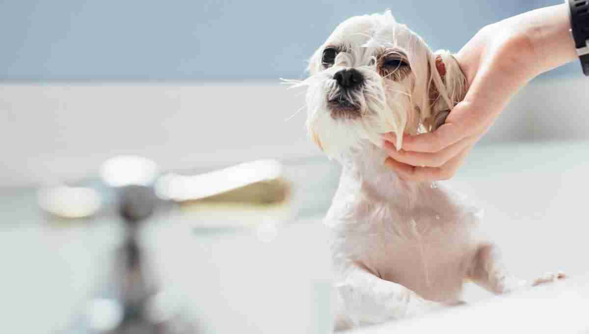 How to Groom Your Dog At Home: the Complete Guide · Kinship