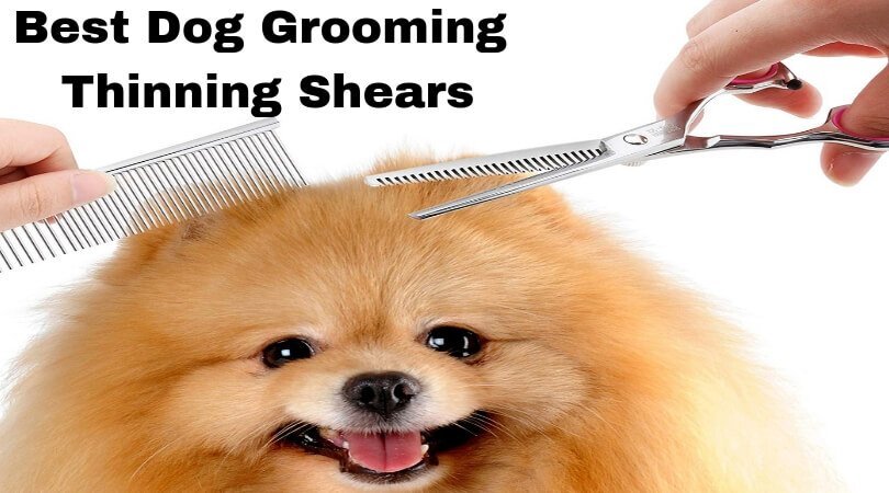Best Dog Grooming Thinning Shears- Professional Dog Grooming Scissors