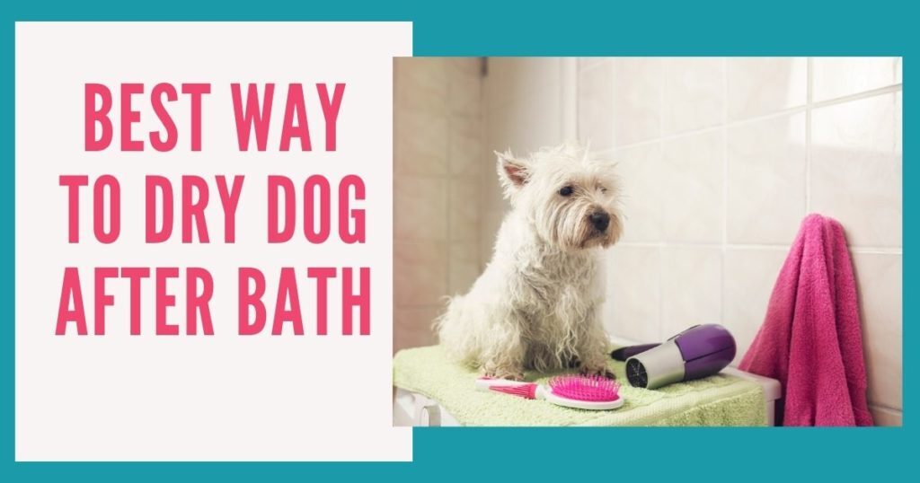How to Dry Dog After Bath? – Pet Help Reviews UK