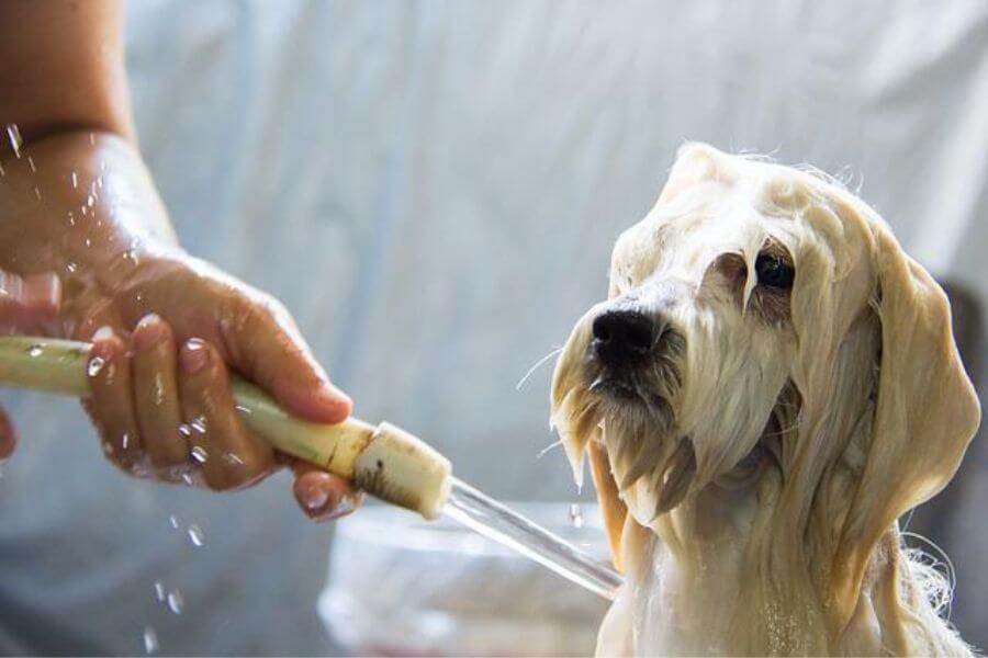 How to Properly Dry Your Dog After a Bath.