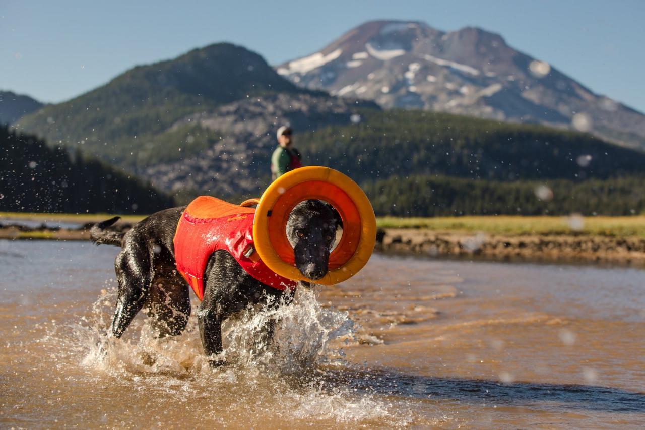 How To Keep Your Dog Cool This Summer | Ruffwear How To Keep Your Dog Cool This Summer | Ruffwear