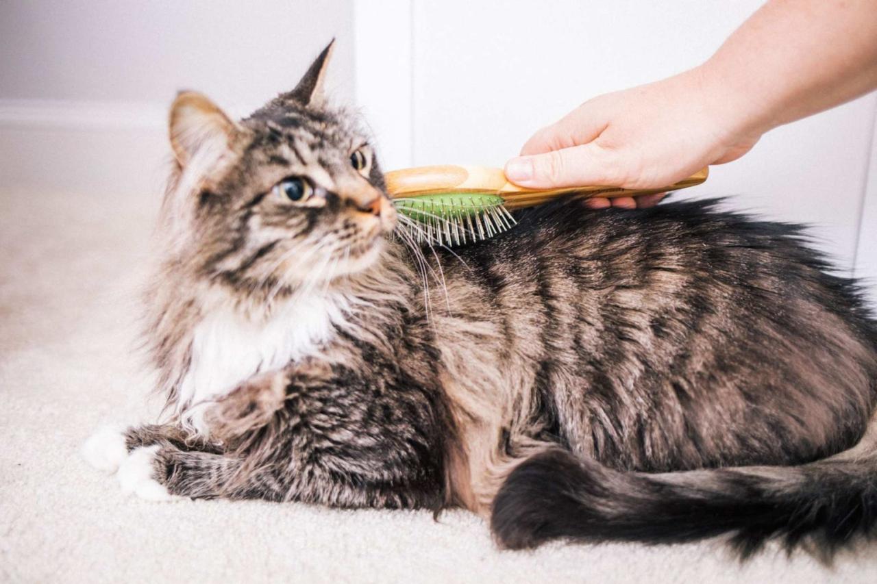 My Cat Hates to be Brushed! What do I do? | Meowy Janes