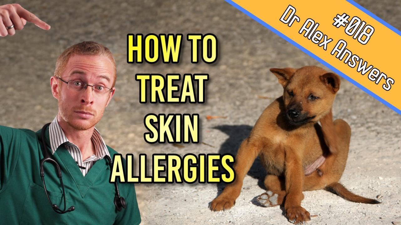 Dog Skin Allergies - Beat the Itch in 6 Simple Steps! — Our Pet's Health Dog Skin Allergies - Beat the Itch in 6 Simple Steps! — Our Pet's Health