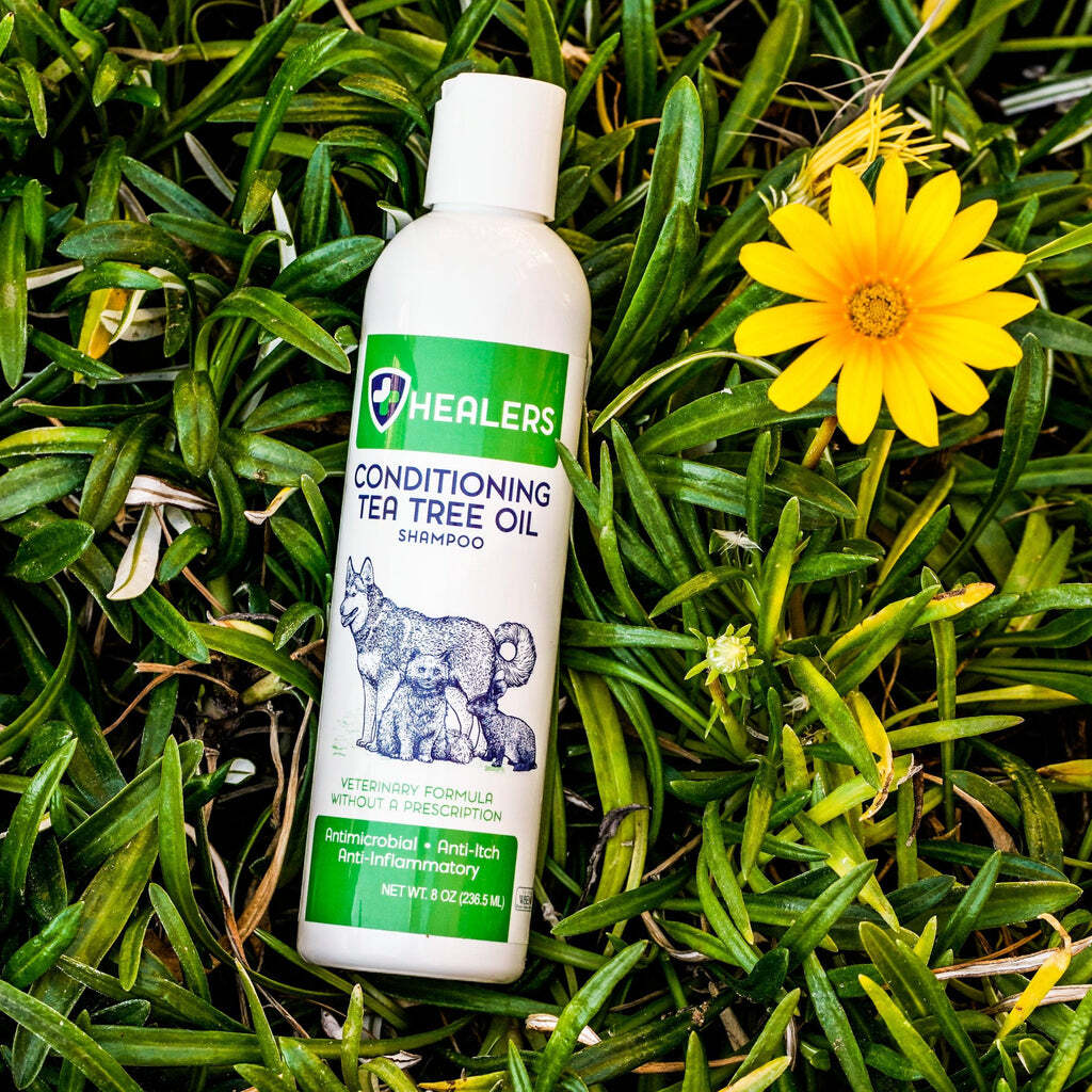 Preventing Skin Issues Through Proper Dog Grooming - Kontota