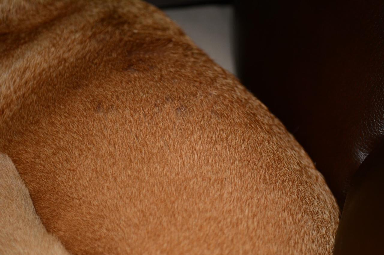 ZoePhee: Skin Infection Woes. Dog Grooming ZoePhee: Skin Infection Woes. Dog Grooming