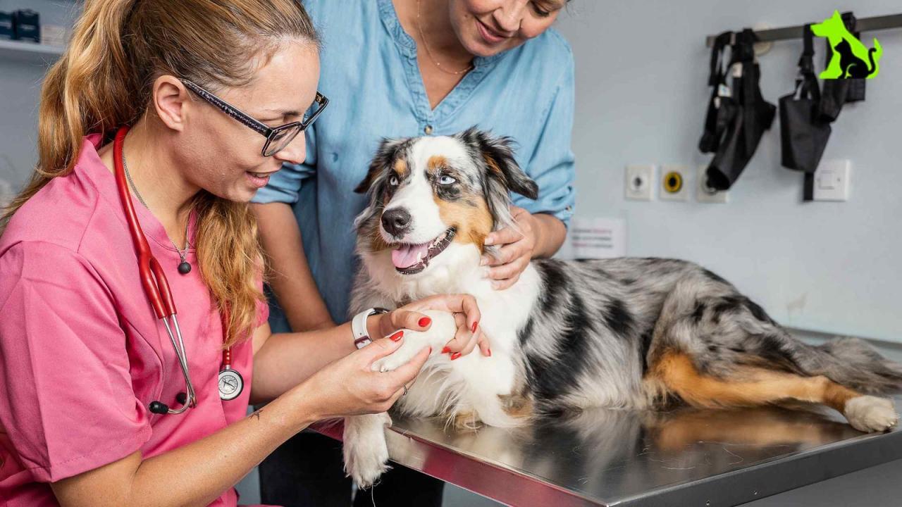 Special Needs Dog Groomers: Compassion and Care for All - Hello Pets Inc.