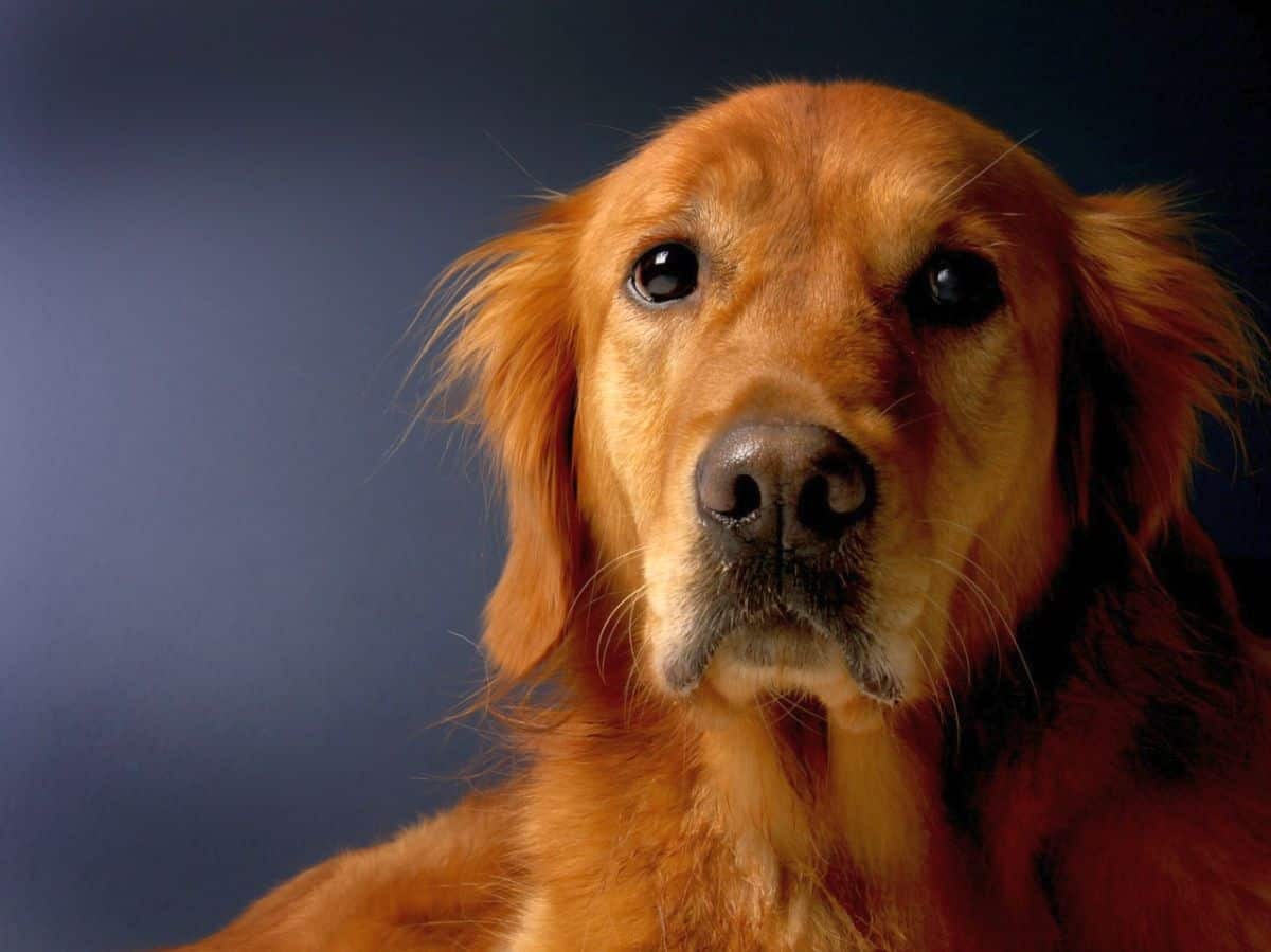 7 Ways to Manage Golden Retriever Shedding | Canine Weekly