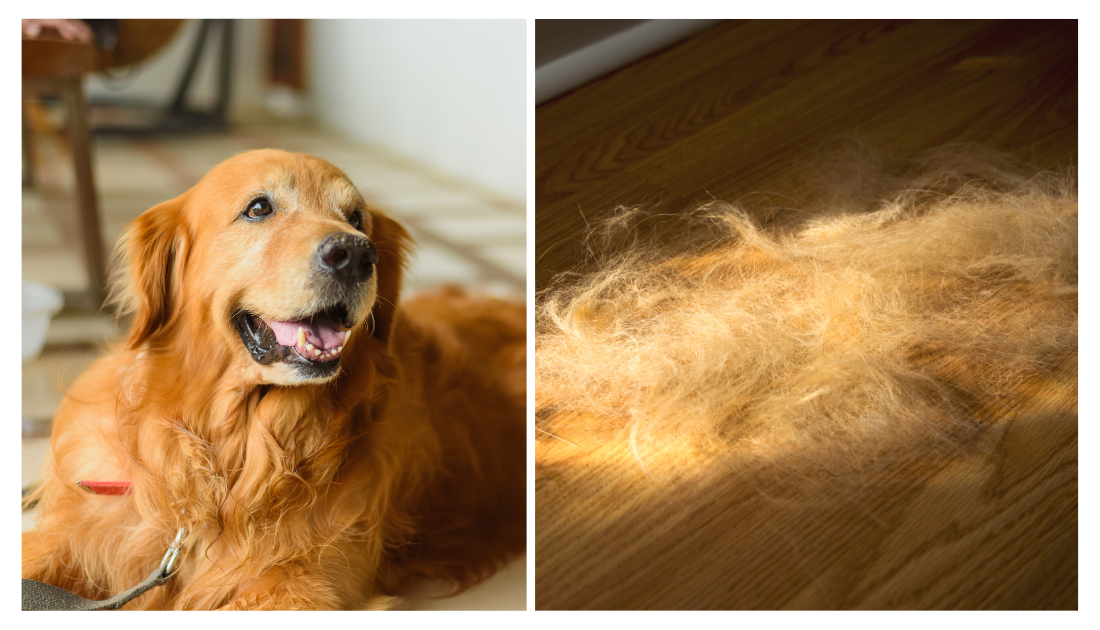 How to Groom a Golden Retriever: 14 Steps (with Pictures)