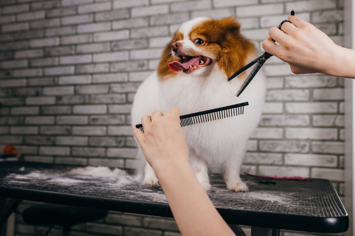 How To Use Thinning Shears To Remove Bulk at Wilma Vinson blog