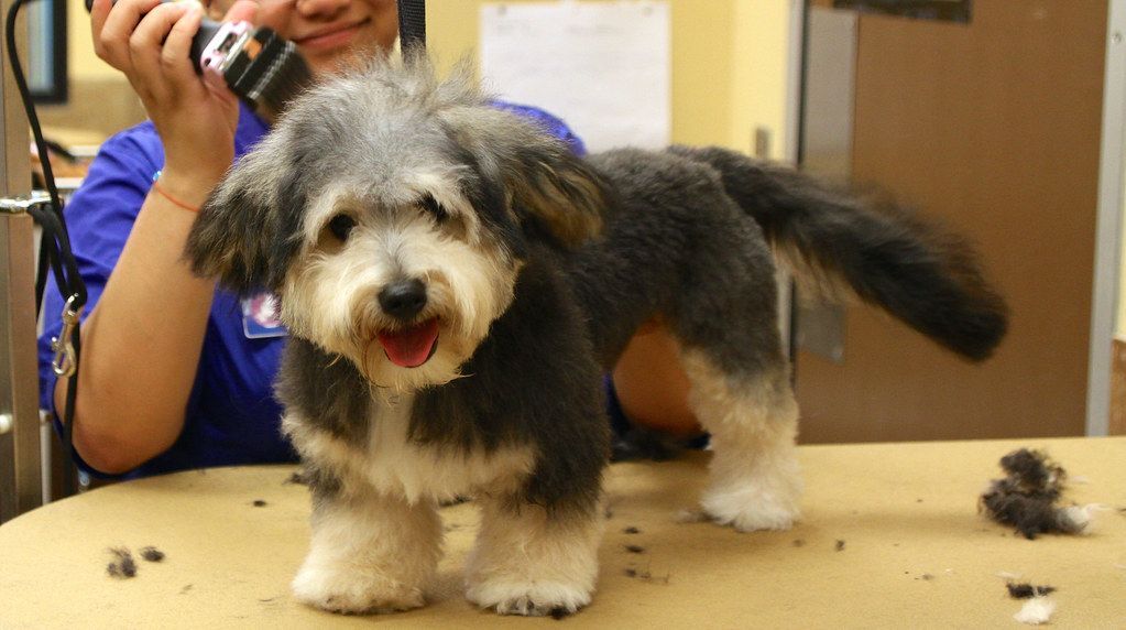 How to trim around a dog's eyes: A Step-by-Step Guide