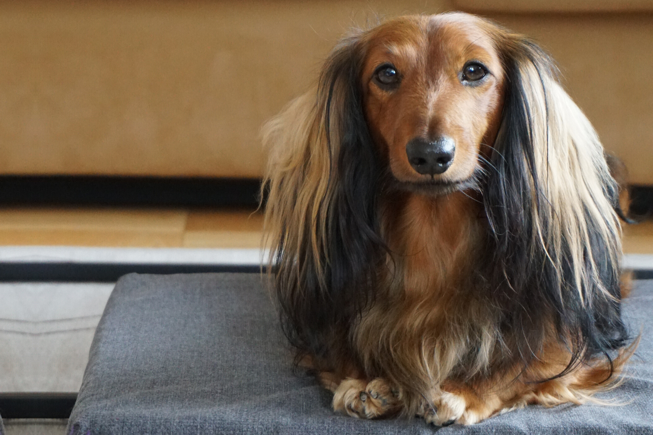 7 Dog Shiny Coat Tips for a Healthy and Radiant Pup | Petofy