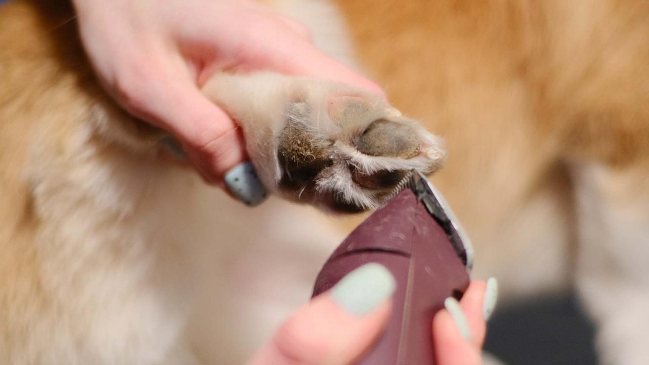How To Groom A Dog