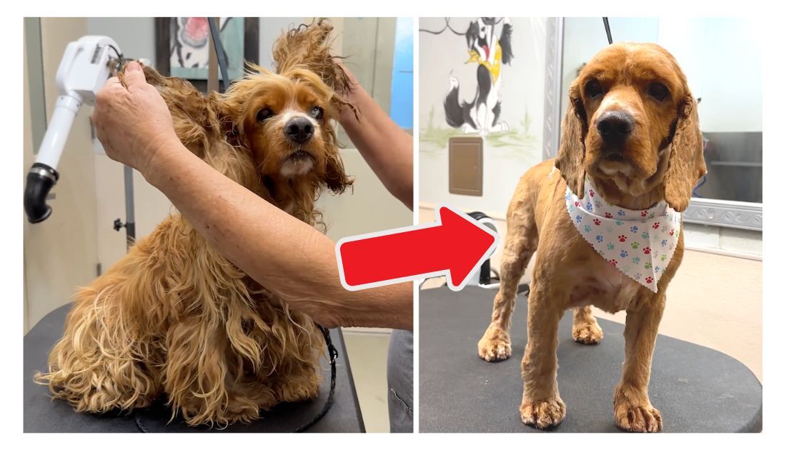 Ted the Cocker Spaniel's Incredible Grooming Journey + How To Shave A ...