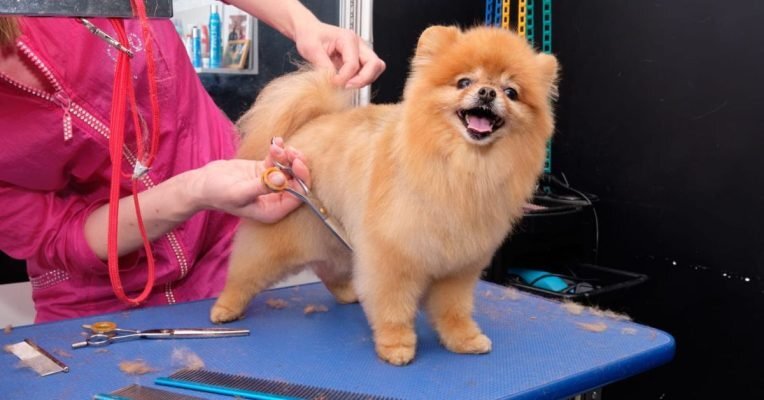 Texturizing Shears vs Thinning Shears - Battle of the Blades