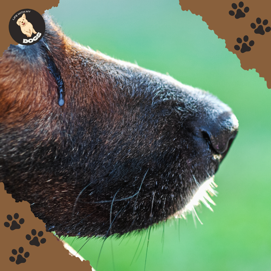 How to Clean Dog Tear Stains - Life With My Dogs