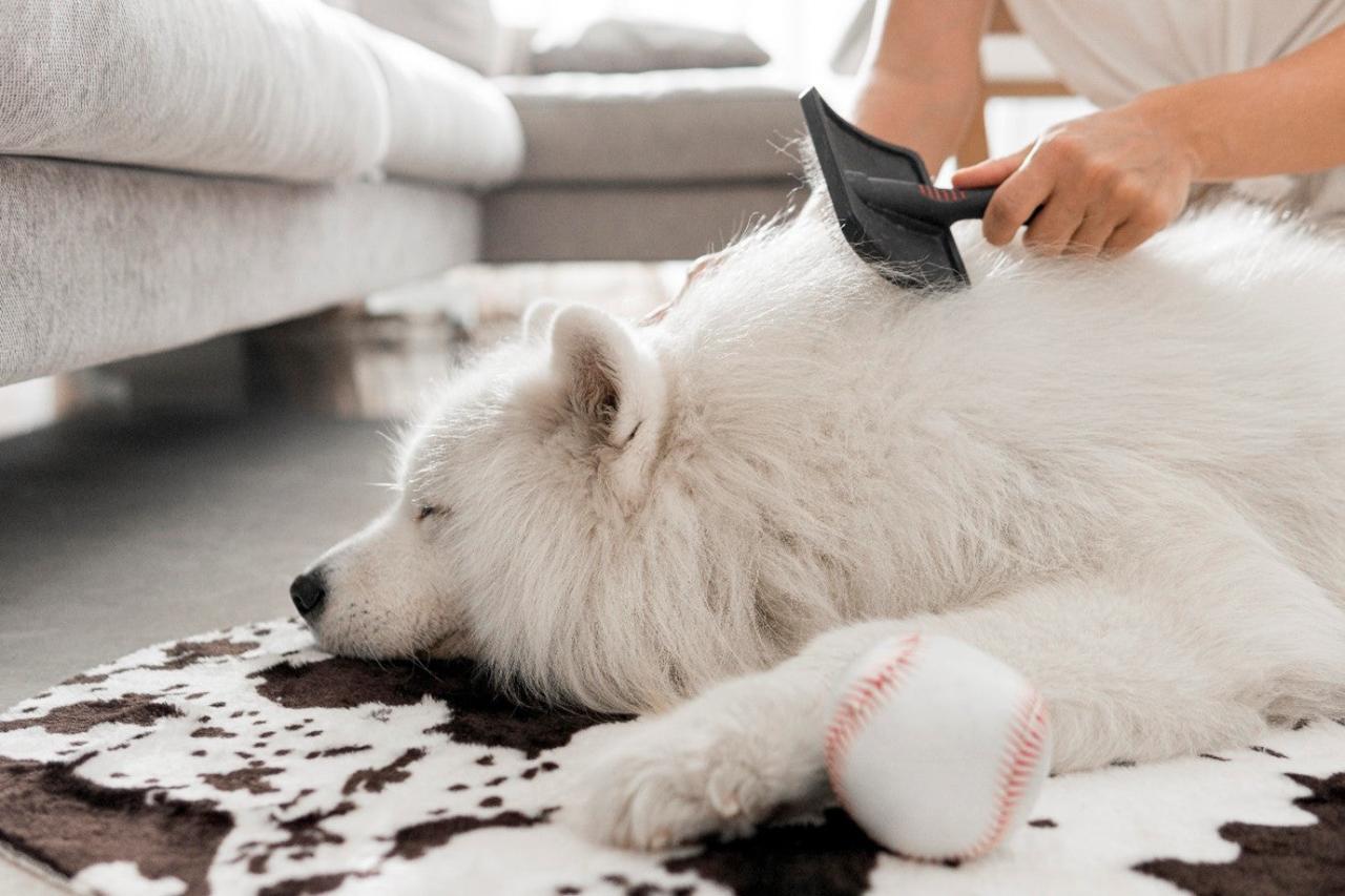 How to Safely Demat a Dog's Fur at Home