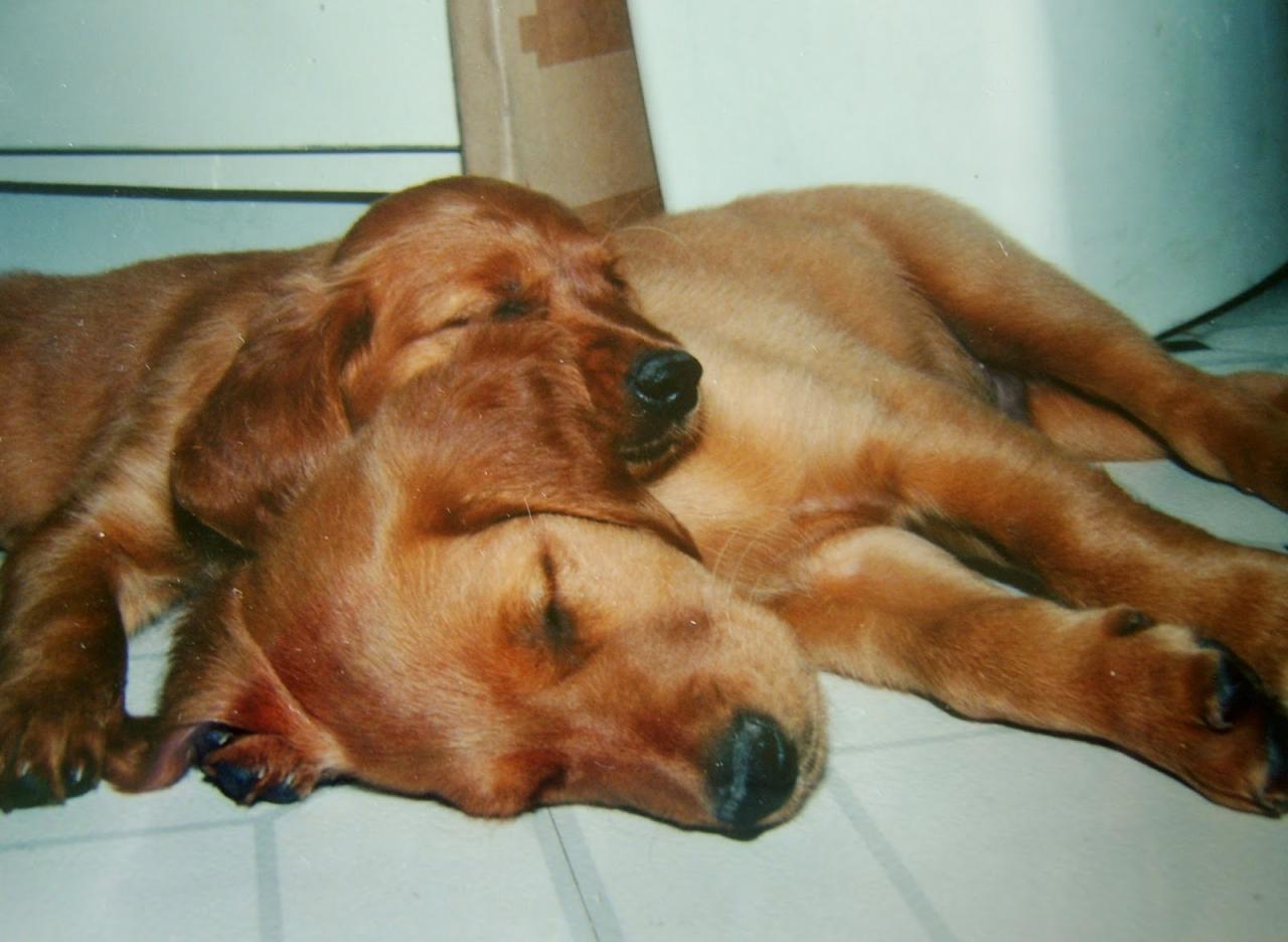 Pondicherry cottage: How to make your own Dog Lift Sling DIY Pondicherry cottage: How to make your own Dog Lift Sling DIY