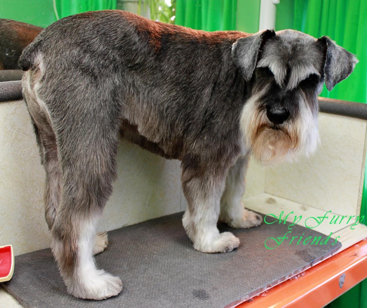 Can You Trim Dogs Eyebrows