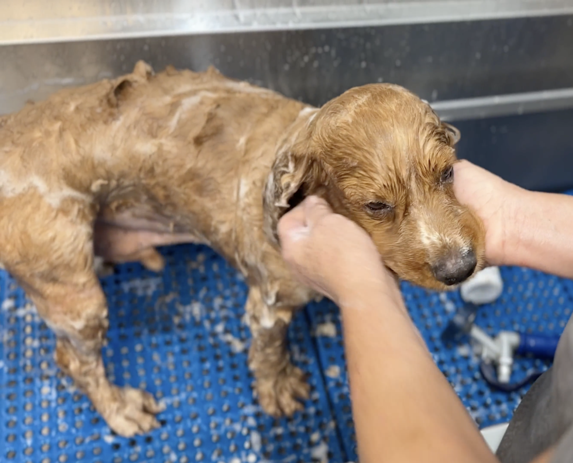 Ted the Cocker Spaniel's Incredible Grooming Journey + How To Shave A ...