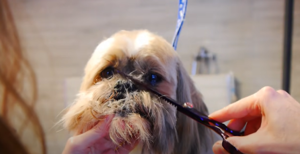 9 Easy Steps How To Groom A Shih Tzu At Home 9 Easy Steps How To Groom A Shih Tzu At Home