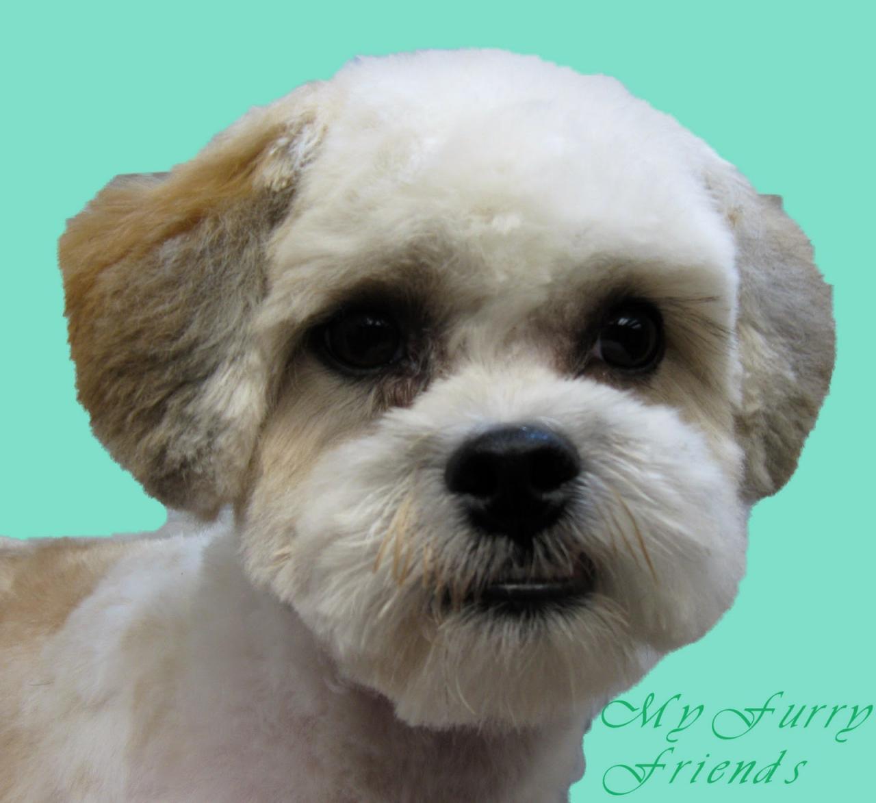 How to Groom a Shih Tzu Head - Step by Step How to Groom a Shih Tzu Head - Step by Step